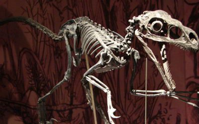 Sommes-nous plus malins que les dinosaures ? Ne pas devenir une espèce fossile