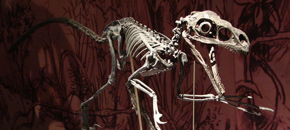 Sommes-nous plus malins que les dinosaures ? Ne pas devenir une espèce fossile