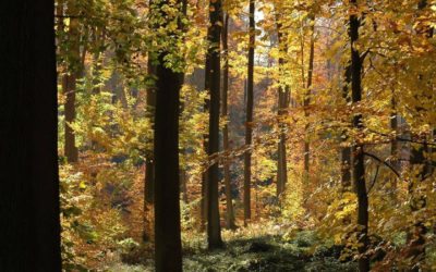 Nassonia : une forêt en commun?