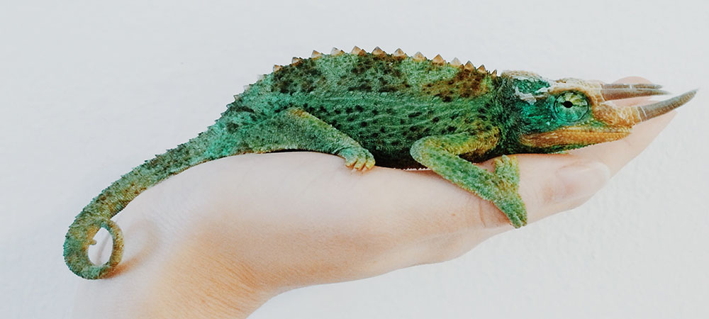 Bien-être animal et écologie politique