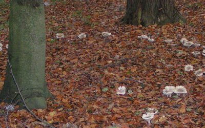 Forêts wallonnes : Mise en lumière des enjeux de la privatisation