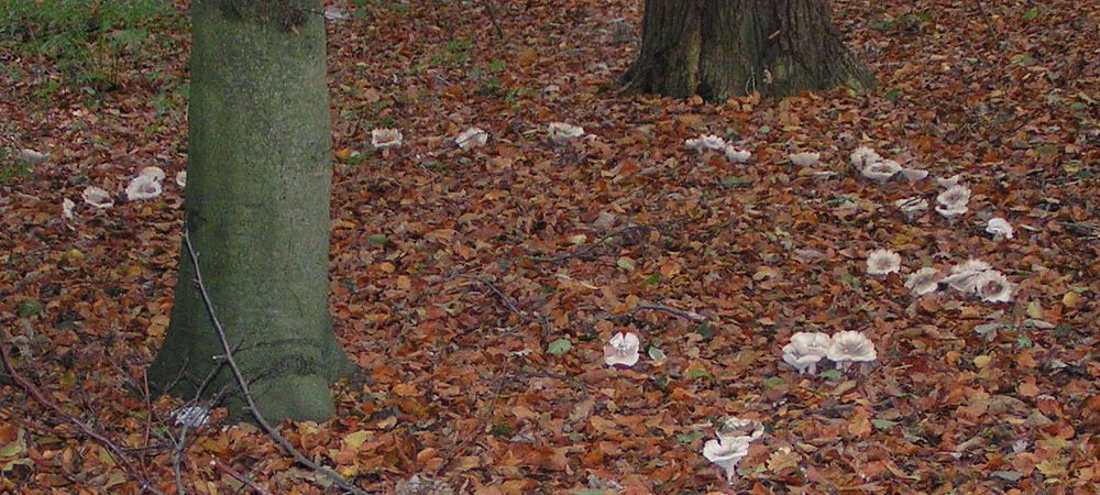 Forêts wallonnes : Mise en lumière des enjeux de la privatisation