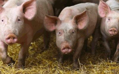 Élevage intensif et bien-être animal