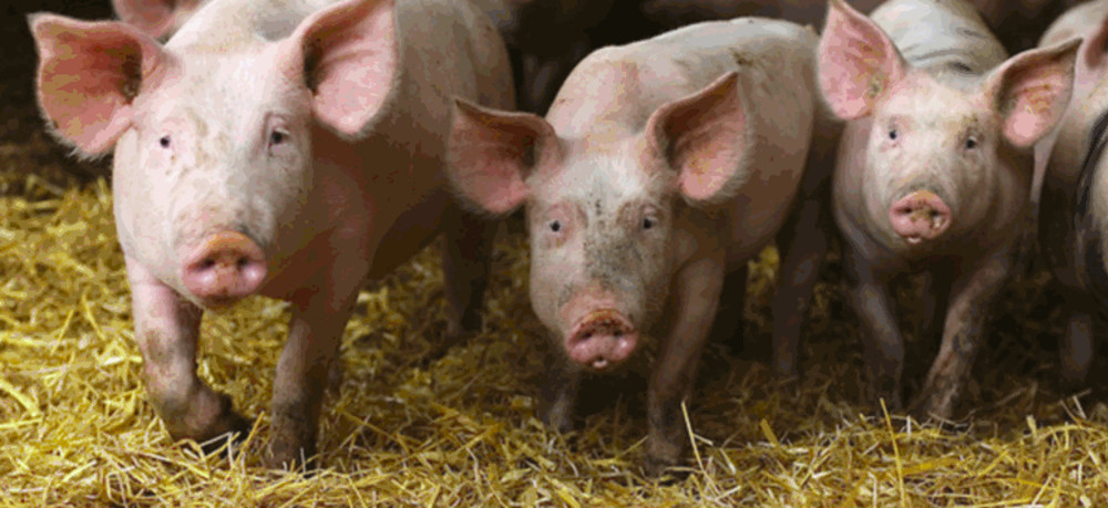 Élevage intensif et bien-être animal