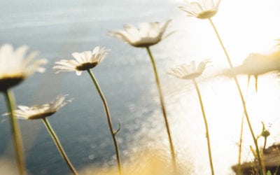 Terre – Mer – Soleil : 10 mensonges nucléaristes et 3 scénarios verts