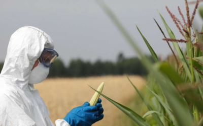Les OGM et la recherche : un principe de précaution à défendre