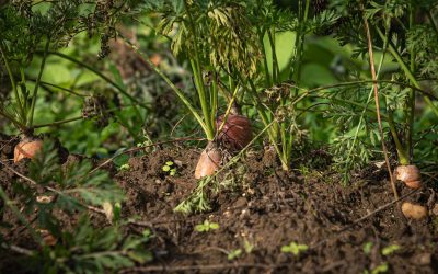 Vers une sécurité sociale pour l’alimentation durable ?
