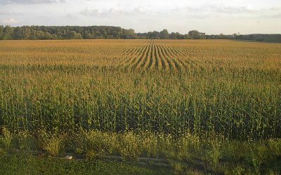 De quoi le Green New Deal est-il le nom ?  Une conceptualisation pour fournir un test de réalité scientifique et politique