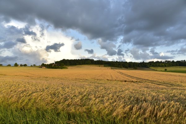 Champ de blé