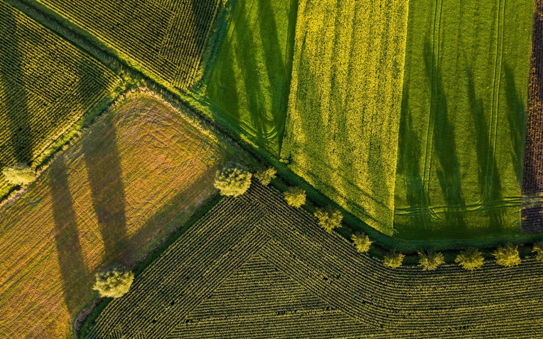 Face au risque de pénurie alimentaire, anticiper…