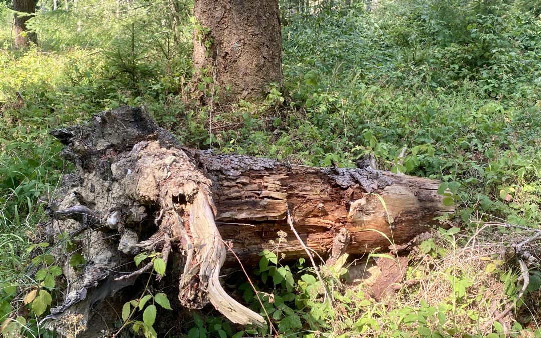 Quand nos forêts s’embrasent : l’eau au cœur du vivant, principal rempart contre les feux !
